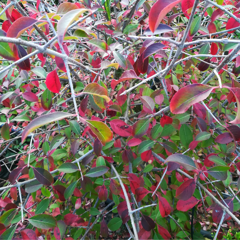 VIBURNUM PRUNIFOLIUM